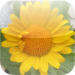 Wild Flora – wild flowers of Central Europe